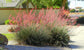 Red Yucca - Live Plants in 6 Inch Pots - Hesperaloe Parviflora - Bird Friendly Evergreen Succulent