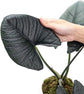 Alocasia - 4 Live Starter Plants in 2 Inch Pots - Alocasia - Florist Quality Air Purifying Indoor Plant - Nature&