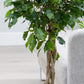 Ficus Benjamina Weeping Fig Standard - Live Plant in a 10 Inch Pot - Ficus Benjamina - Beautiful Ornamental Interior Tree