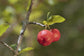 Barbados Cherry Tree - Live Plants in 4 Inch Grower&