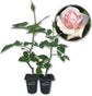 New Dawn Rose Bush - Live Starter Plants in 2 Inch Pots - Beautiful Roses from Florida - A Timeless Classic Ornamental Rose