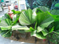 Vanuatu Fan Palm - Ruffled Fan Palm - Live Plant in a 4 Inch Growers Pot - Licuala Grandis - Extremely Rare Ornamental Palms of Florida