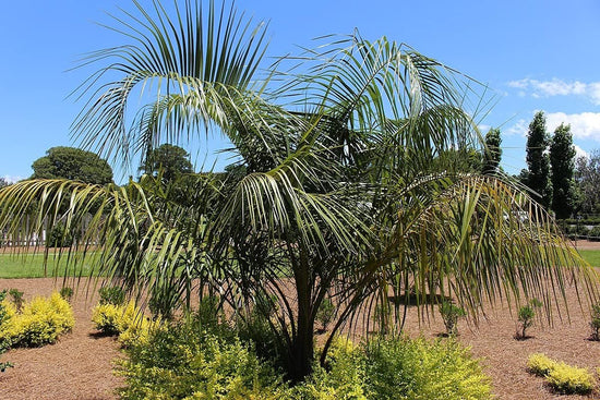 Mule Palm - Live Plants in 4 Inch Growers Pots - Butiagrus Nabonnandii - Rare Ornamental Palms of Florida