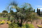 Mule Palm - Live Plants in 4 Inch Growers Pots - Butiagrus Nabonnandii - Rare Ornamental Palms of Florida