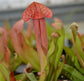 Bug Bat Carnivorous Plant - Live Plants in 6 Inch Pot - Sarracenia &