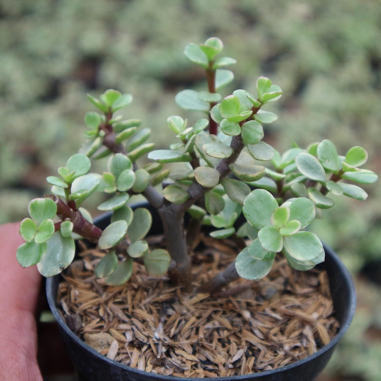 jade plant outdoor or indoor Mini Leaf Jade Plant - Live Starter Plants in 2 Inch Pots