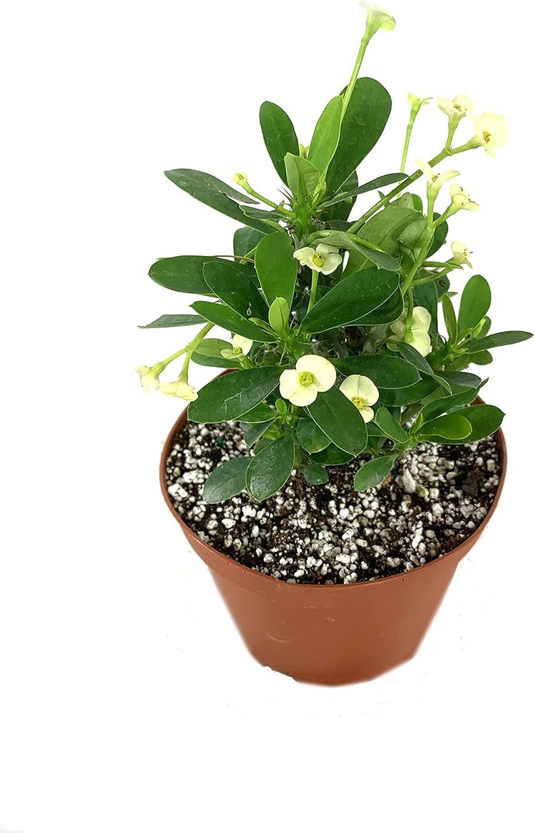 house plants with thorns Crown of Thorns - Live Plant in a 6 Inch Pot - Euphorbia Milii