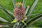 Pineapple Plant - Live Plants in 4 Inch Grower&