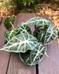 Alocasia - 4 Live Starter Plants in 2 Inch Pots - Alocasia - Florist Quality Air Purifying Indoor Plant - Nature&