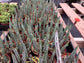 Pickle Plant Senecio - Live Plants in 4 Inch Pots - Senecio Stapeliiformis - Beautiful Indoor Outdoor Cacti Succulent Houseplant