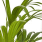 Kentia Palm - Live Plants in 4 Inch Growers Pots - Howea Forsteriana - Beautiful Clean Air Indoor Outdoor Houseplant