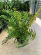 Macho Fern Hanging Basket - Live Plant in an 8 Inch Pot - Nephrolepis Biserrata - Beautiful Indoor Air Purifying Fern