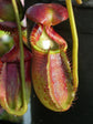 Carnivorous Tropical Plants - Live Starter Plants in 2 Inch Pots - Beautiful Easy Care Indoor Tropical Carnivorous Plants