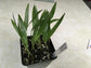 Tindea Palm - Live Plants in 4 Inch Growers Pots - Kentiopsis Oliviformis - Extremely Rare Ornamental Palms of Florida