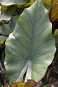 Alocasia - 4 Live Starter Plants in 2 Inch Pots - Alocasia - Florist Quality Air Purifying Indoor Plant - Nature&