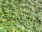 Ficus Tree - Live Starter Plants in 2 Inch Pots - Stunning Easy Care Interior Houseplant
