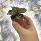 Friendship Plants - Live Starter Plants in 2 Inch Pots - Baby Pilea - Beautiful Textured Indoor Houseplant