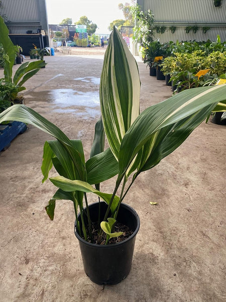 Variegated Cast Iron Plant - Live Plant in a 10 Inch Pot