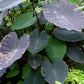 Colocasia Elephant Ear Plant - 4 Live Starter Plants - Colocasia Esculenta - Beautiful Large Leaf Foliage Starter Multipack