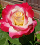 Double Delight Rose Bush - Live Starter Plants in 4 Inch Pots - Beautifully Fragrant Rose from Florida - Stunning Hybrid Tea Rose Cultivar - Add Color and Fragrance to Any Garden