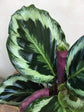 Calathea Shinestar - Live Plant in a 6 Inch Pot - Calathea Roseopicta ‘Shinestar’ - Extremely Rare Indoor Houseplant