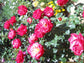 Dick Clark Grandiflora Rose - Live Starter Plants in 4 Inch Pots - Fragrant Rose from Florida - Bold Fragrant Cherry-Pink Blooms