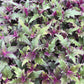 Purple Passion Plant - Royal Velvet Plant - Live Starter Plants in 2 Inch Pots - Gynura Aurantica - Rare Indoor Houseplant