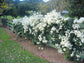 White Bougainvillea - Live Plant in a 3 Gallon Pot - Beautiful and Vibrant Flowering Shrub