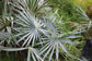 Thatch Palm &