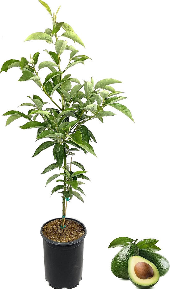 Avocado Tree - Live Tree in a 3 Gallon Pot - Grower&