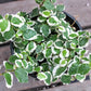 Ficus Tree - Live Starter Plants in 2 Inch Pots - Stunning Easy Care Interior Houseplant