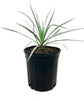 Silver Yucca - Live Plant in a 3 Gallon Growers Pot - Yucca Rostrata - Rare Outdoor Ornamental Slow Growing Evergreen Tree