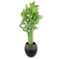 Lucky Indoor Bamboo - Live Plants - Ships Bare Root - 5-Pack of 12 Inch Curly Stalks - Air Purifying Feng-Shui Zen Garden Houseplants