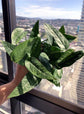 Cebu Blue Pothos - Live Plant in a 4 Inch Pot - Epipremnum pinnatum &