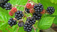 Blackberry Variety Pack - 4 Live Starter Plants - Rubus - Four Live Starter Plants for Your Edible Garden