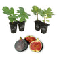 Fig Tree - 4 Live Starter Plants - Ficus Carica - Edible Fruit Tree for The Patio and Garden