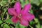 Clematis Ruutel - Live Plants in 4 Inch Growers Pots - Clematis &