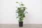 Natal Mahogany - Live Plant in an 10 Inch Growers Pot -Trichilia Dregeana - Low Light Interior Houseplant