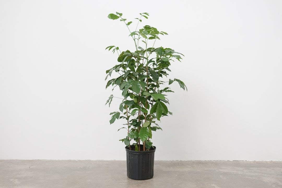 natal mahogany tree indoor plant Natal Mahogany - Live Plant in an 10 Inch Growers Pot -Trichilia Dregeana