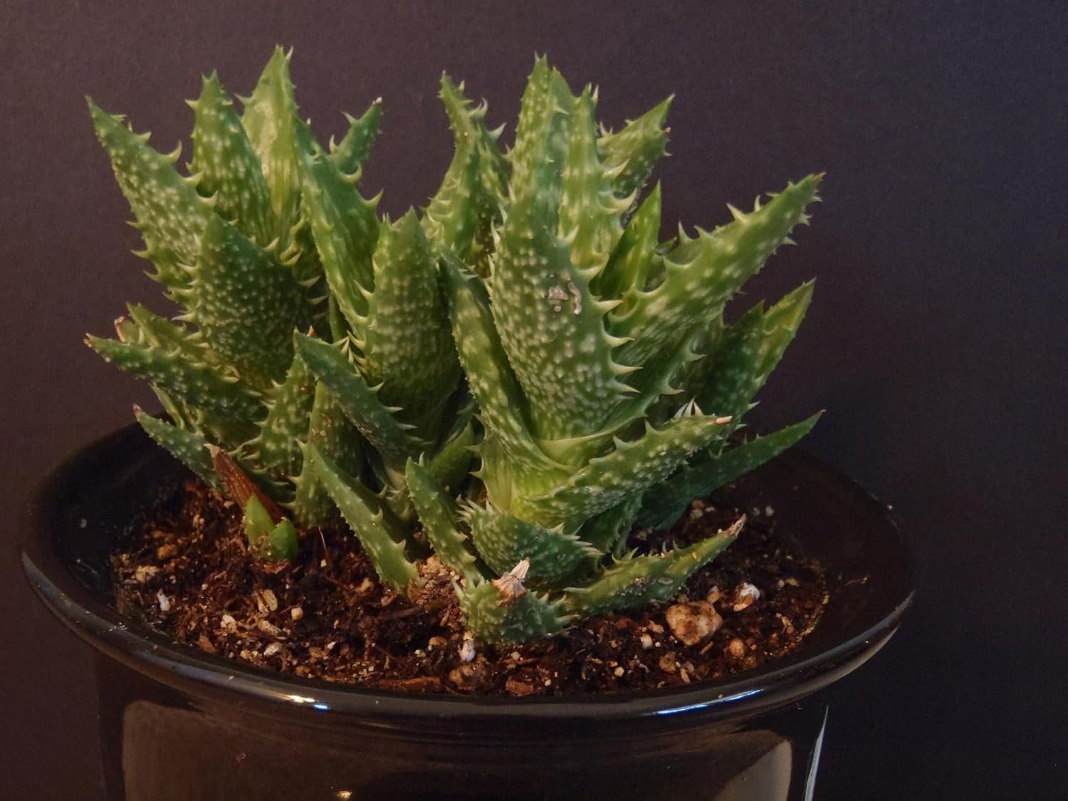 tiger tooth succulent Zanzibar Aloe - Tiger Tooth Aloe - Live Starter Plants in 2 Inch Pots - Aloe Juvenna
