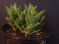 Zanzibar Aloe - Tiger Tooth Aloe - Live Starter Plants in 2 Inch Pots - Aloe Juvenna - Easy Care Indoor Outdoor Ornamental Succulent