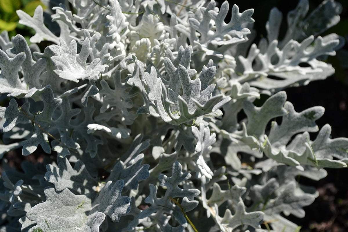 Flo Dasty Silver Dusty Miller Plant - Live Plants in 4 inch Pots - Beautiful Flo ...