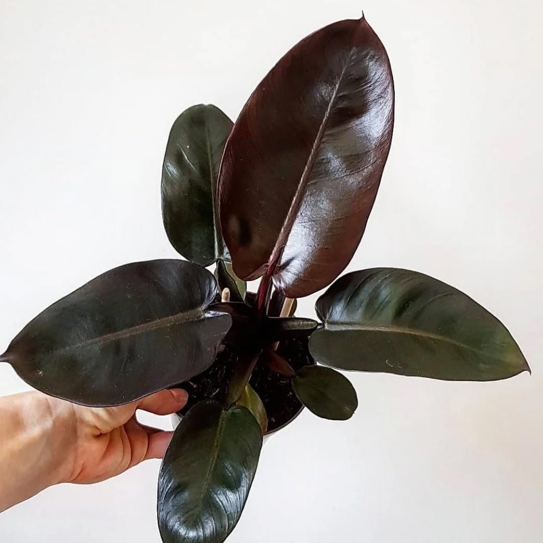 philodendron black night Black Cardinal Philodendron - Live Plant in a 4 Inch Pot