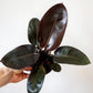 Black Cardinal Philodendron - Live Plant in a 4 Inch Pot - Philodendron Erubescens - Extremely Rare and Beautiful Indoor Houseplant - A Rare Tropical Masterpiece
