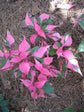 Party Time Plant - Live Plants in 4 Inch Pots - Alternanthera ficoidea ‘Party Time’ - Extremely Rare and Elegant Indoor Houseplant