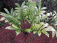 Beach Zamia - Live Plant in a 6 inch Growers Pot - Zamia Nesophila - Extremely Rare Ornamental Palms of Florida