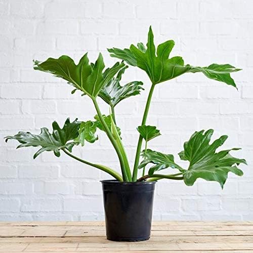 Split-Leaf Philodendron - Live Plant in a 3 Gallon Growers Pot - Philodendron Selloum - Slow Growing Evergreen Indoor or Outdoor Houseplant