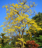Yellow Tabebuia Trumpet Tree - Live Plants in 4 Inch Pots - Handroanthus Chrysanthus - Beautiful Flowering Tree
