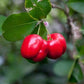 Barbados Cherry Tree - Live Tree in a 3 Gallon Pot - Edible Fruit Bearing Tree for The Patio and Garden