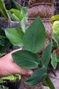 Rhaphidophora Hayii Shingle Plant - Live Plant in a 4 Inch Pot - Rhaphidophora Hayii - Extremely Rare and Beautiful Vining Indoor Houseplant - Air Purifying